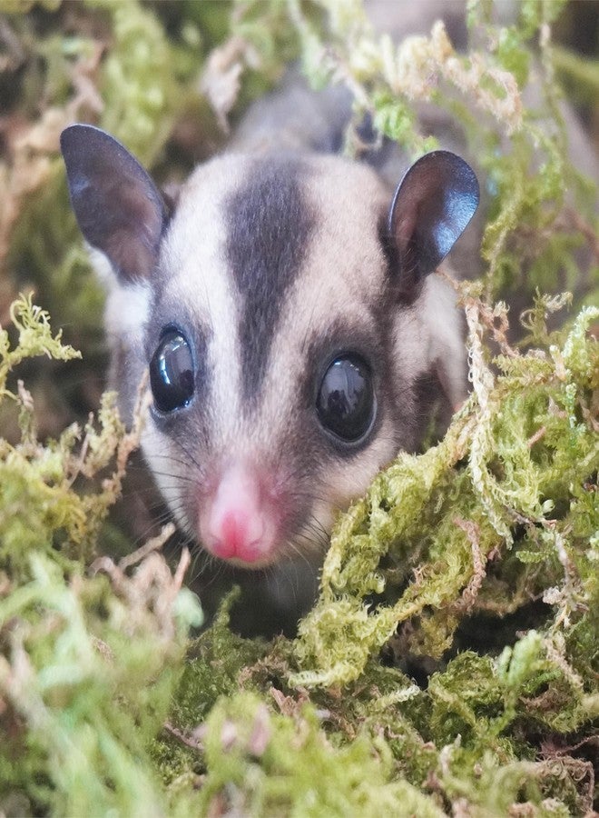 Begeterday 3.5oz Premium Sugar Glider Bedding, Ideal Sugar Glider Cage Accessories - Image 2